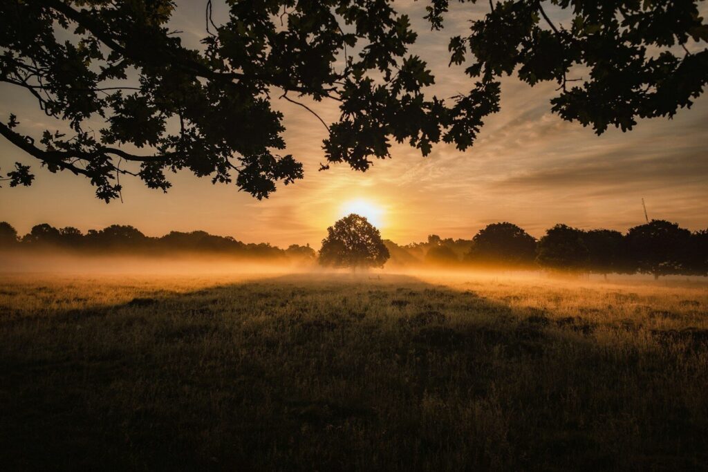 Golden sunrise illuminates a misty field with a solitary tree, creating a tranquil and serene atmosphere. Perfect for nature-themed content.